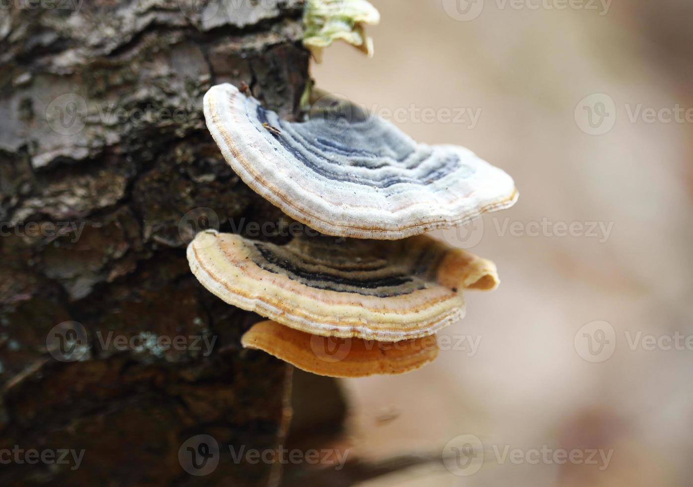 Wild young mushrooms growing on tree log photo