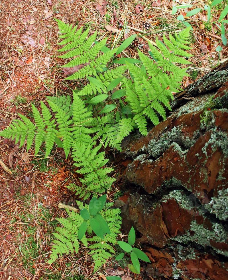 Young fern sprouting from under a tree bark on dry grass background photo