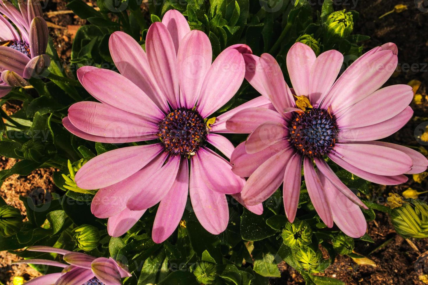 Pink cape daisy flowers on dark green leaves background photo