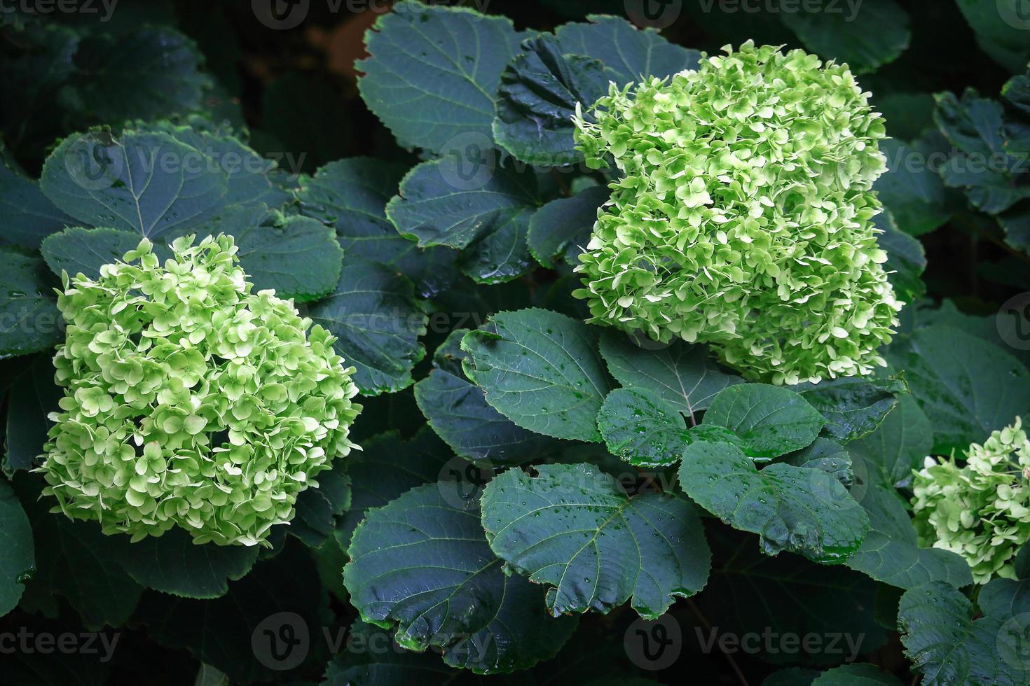 seto de jardín con pequeñas flores verdes con hojas oscuras foto