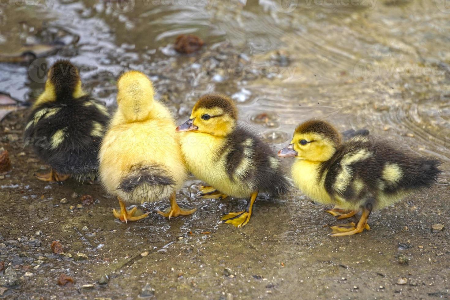 Portrait of small yellow and brown ducklings photo