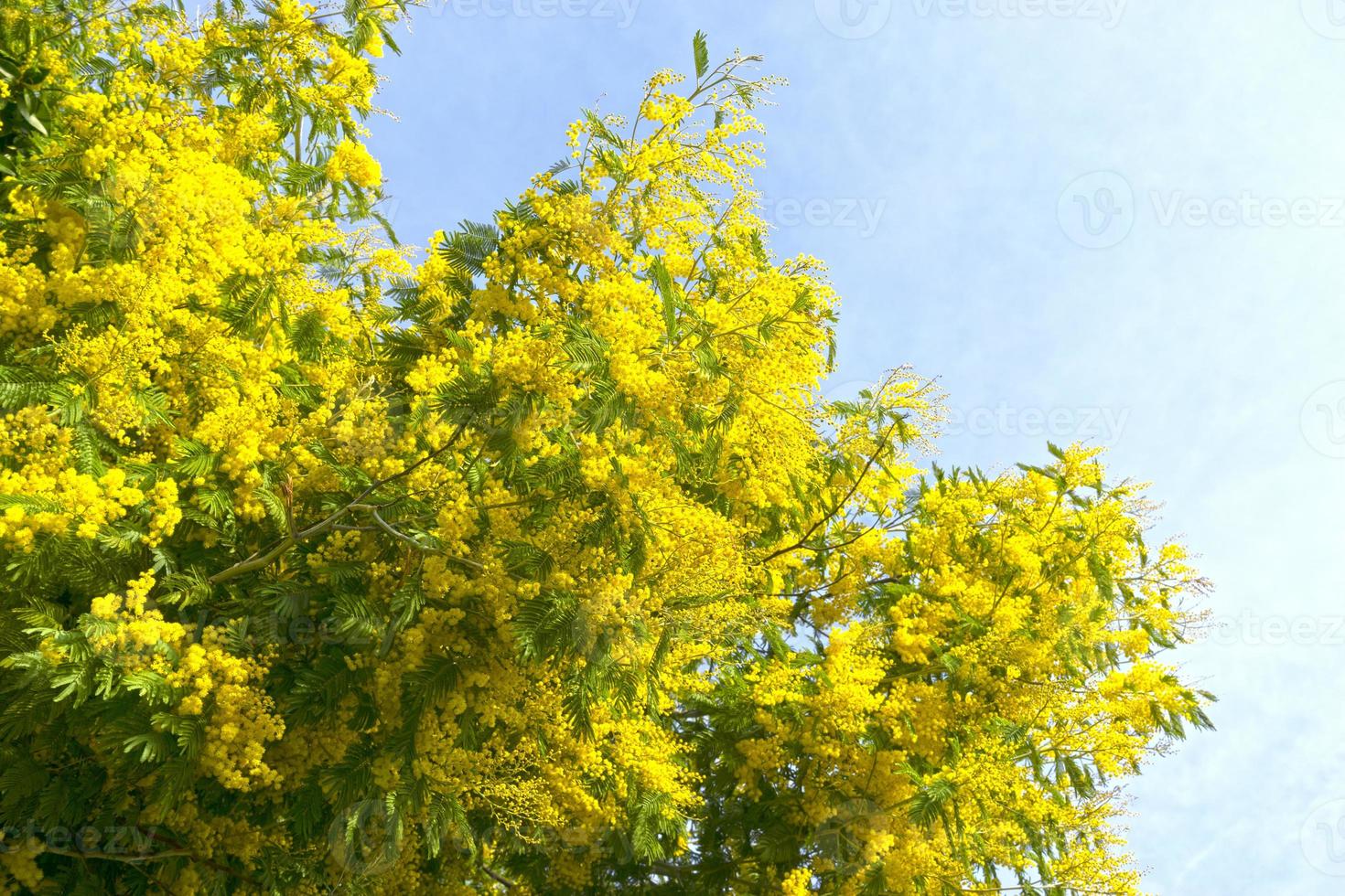 Flores amarillas de plata de acacia sobre un fondo azul del cielo foto