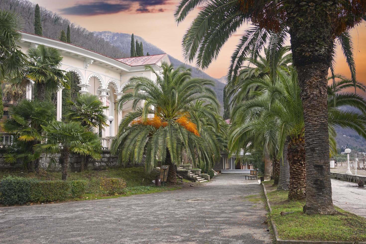 Callejón de palmeras en el terraplén de Gagra en Abjasia foto