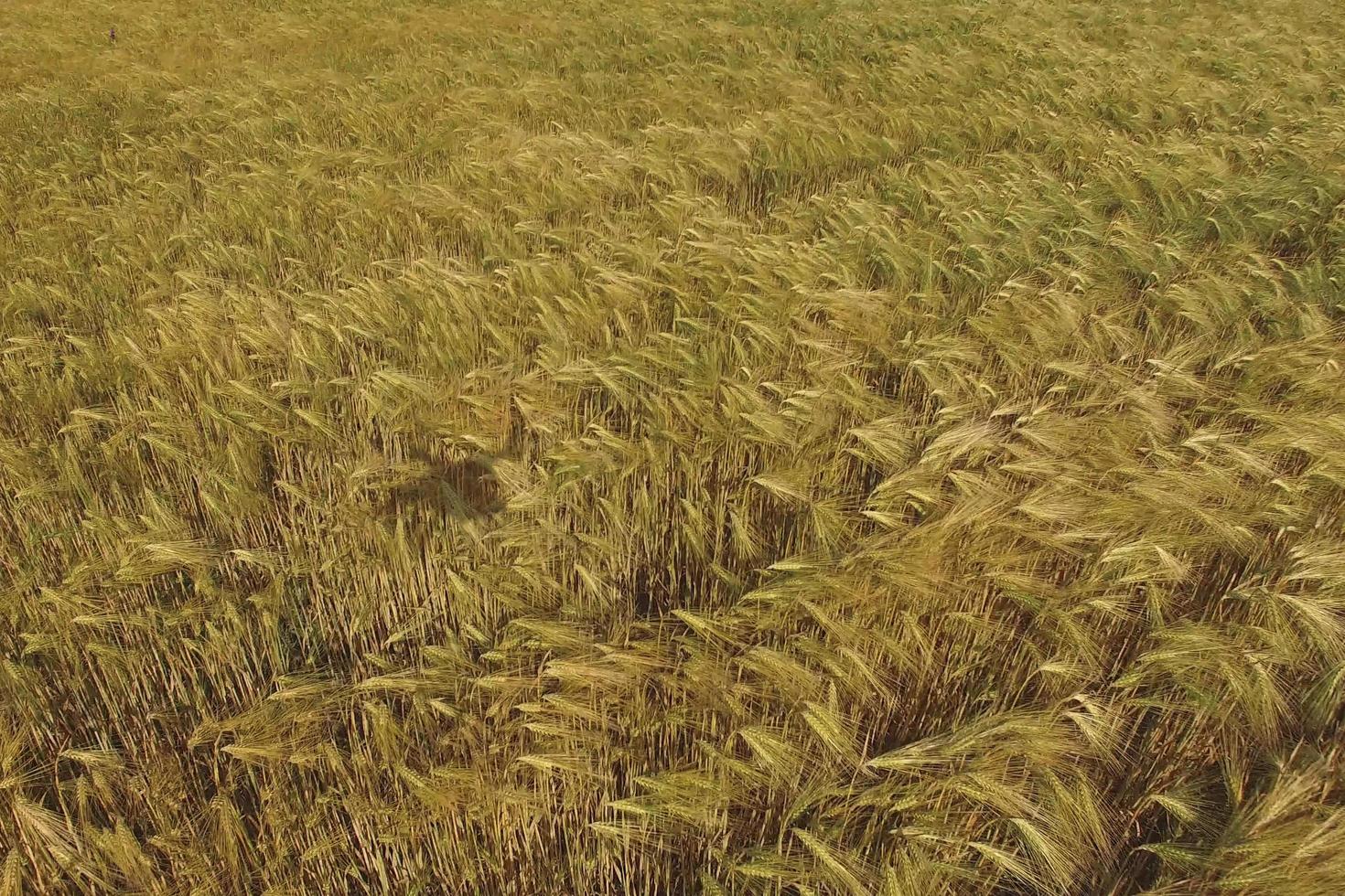 campos de trigo al final del verano completamente maduros foto