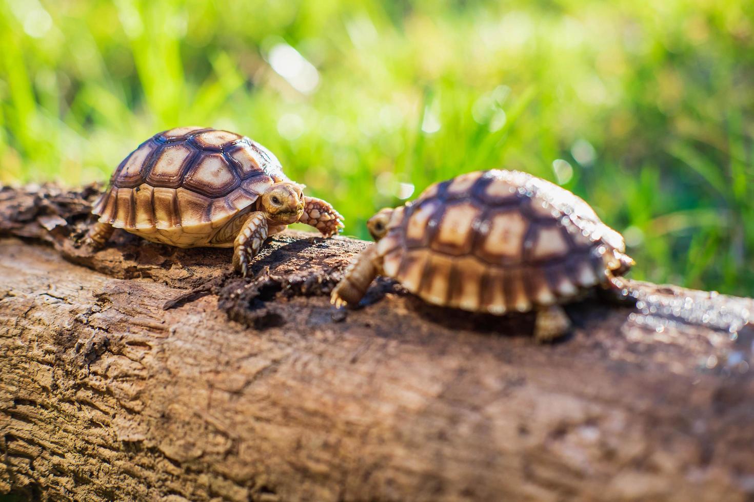 Two Sukata turtles in the forest photo