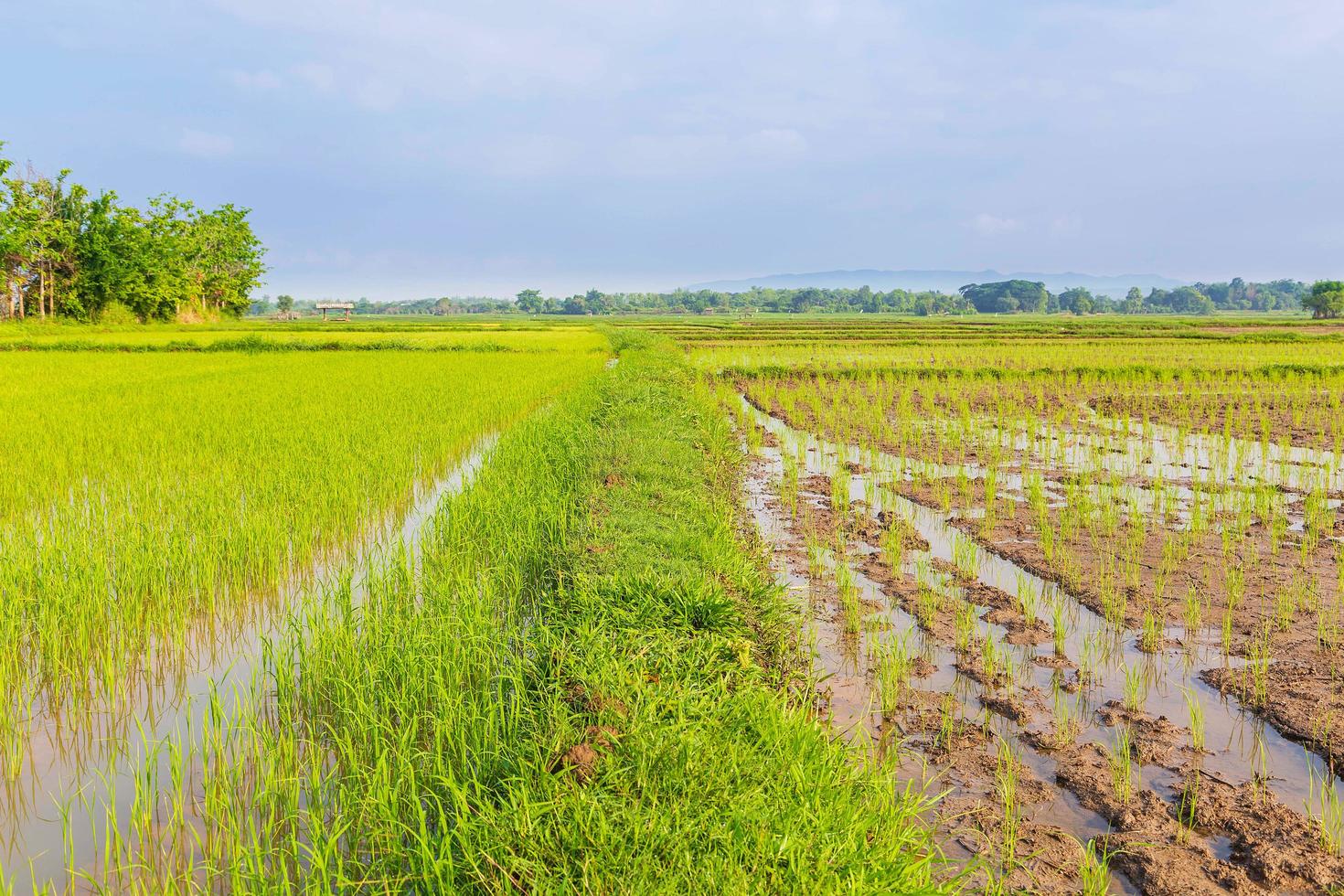 campos de arroz y plántulas recién plantadas foto