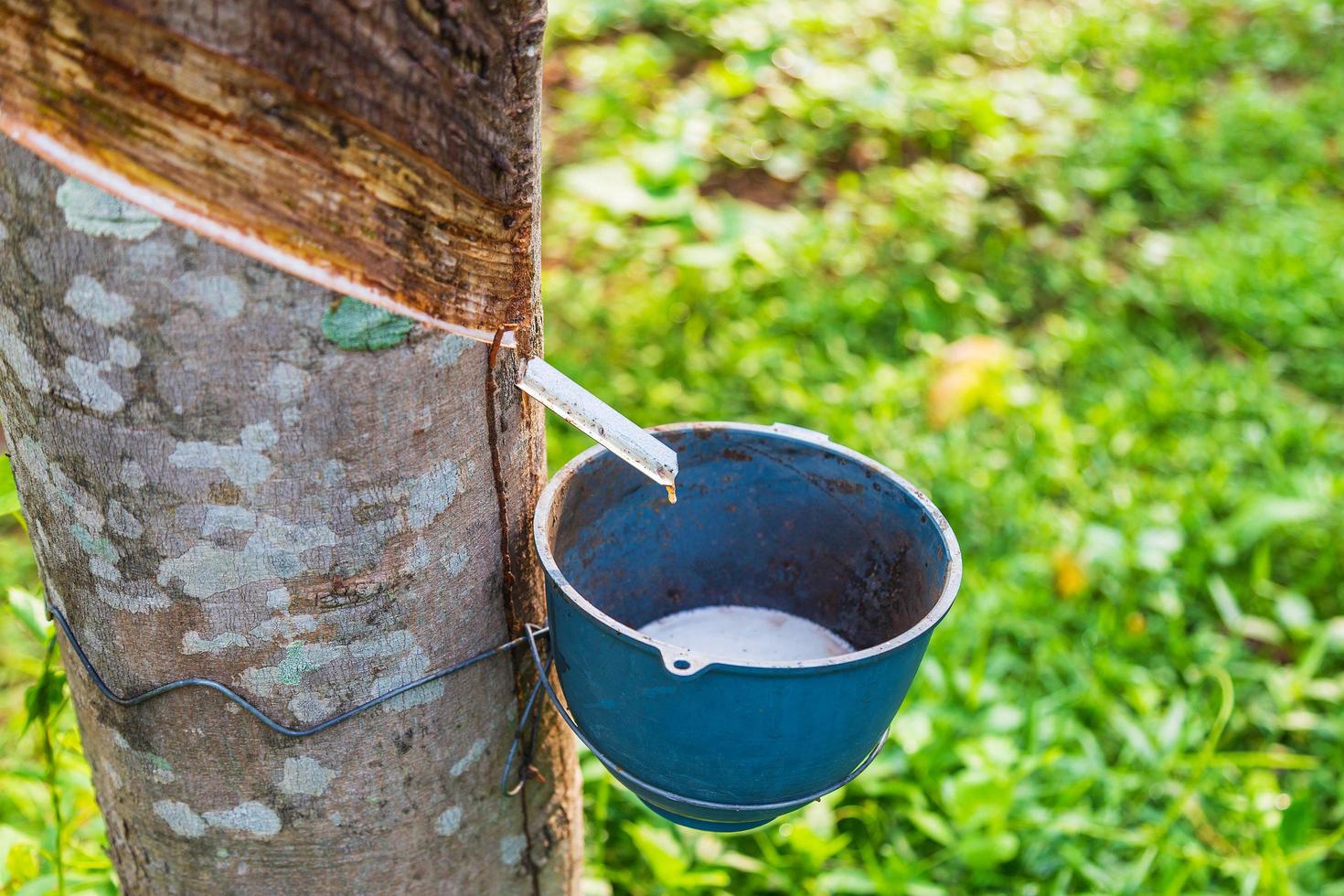 Natural rubber latex from rubber trees photo