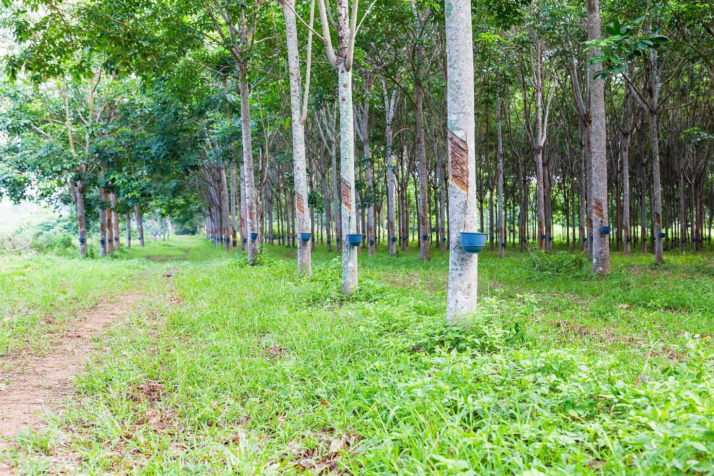 Rubber trees at rubber plantations photo