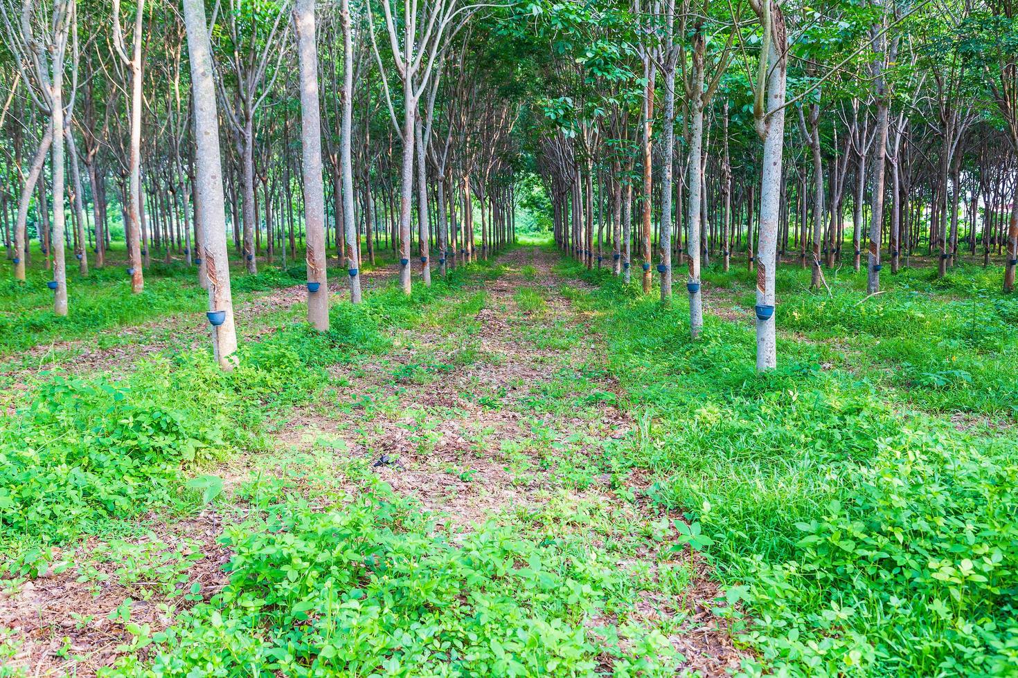 Rubber trees at rubber plantations photo