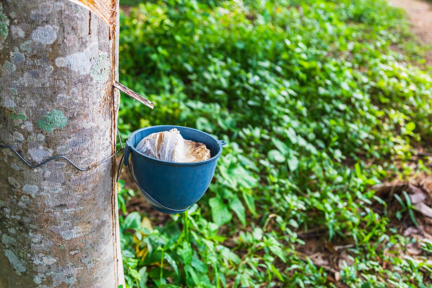 Natural rubber latex from rubber trees photo