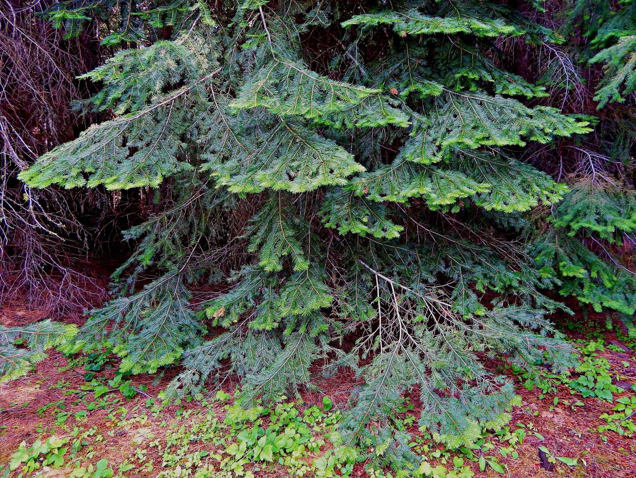 Hemlock Design in the woods along FR400 northwest of Camp Sherman OR photo