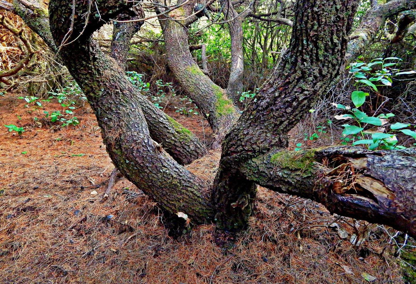 Ramas de abeto de Sitka en Indian Rock State Park, Lincoln Beach o foto