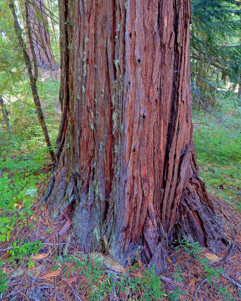 Tronco de árbol de cedro en rhododendron ridge cerca del río North Umpqua o foto