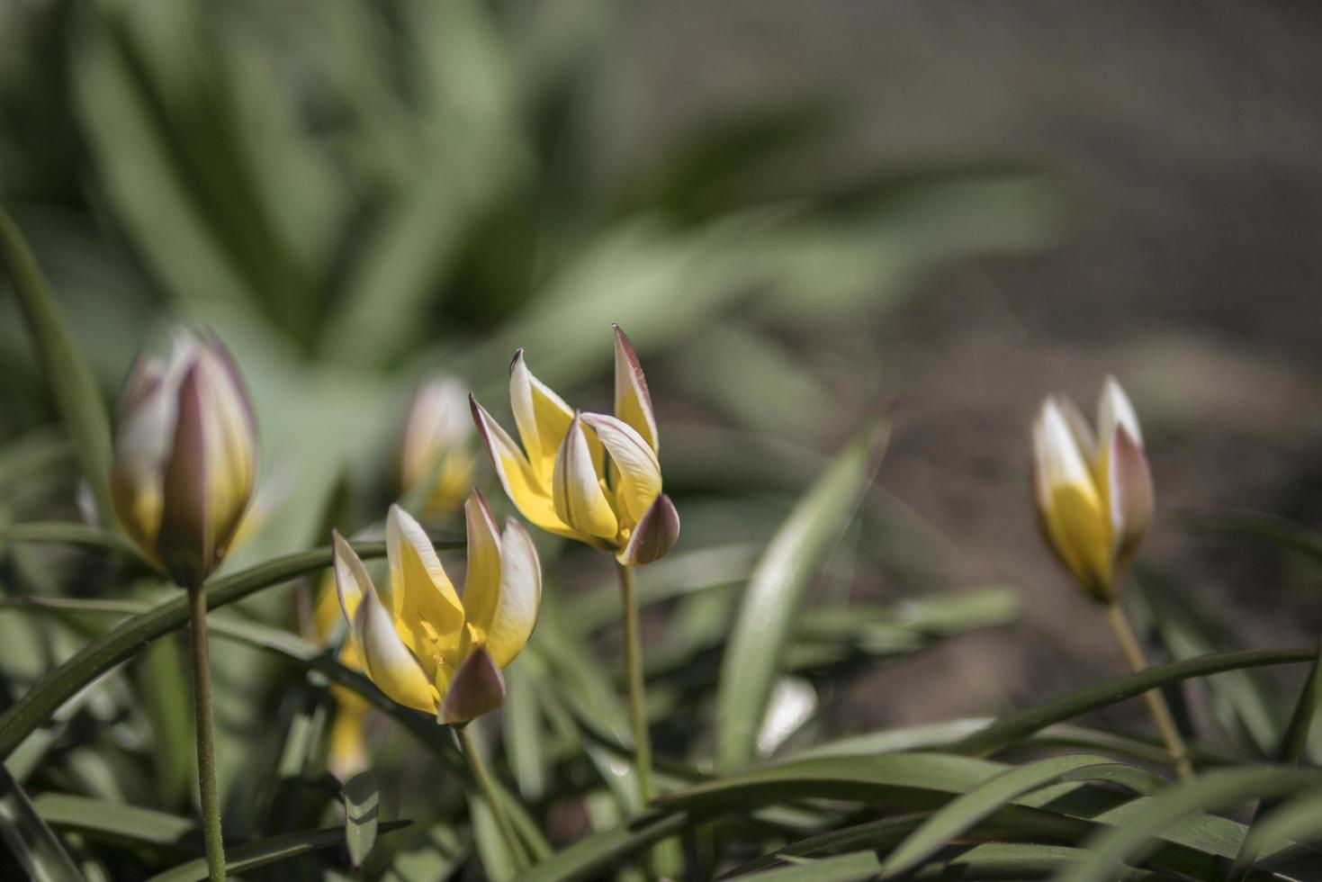 Wallpaper yellow crocuses photo