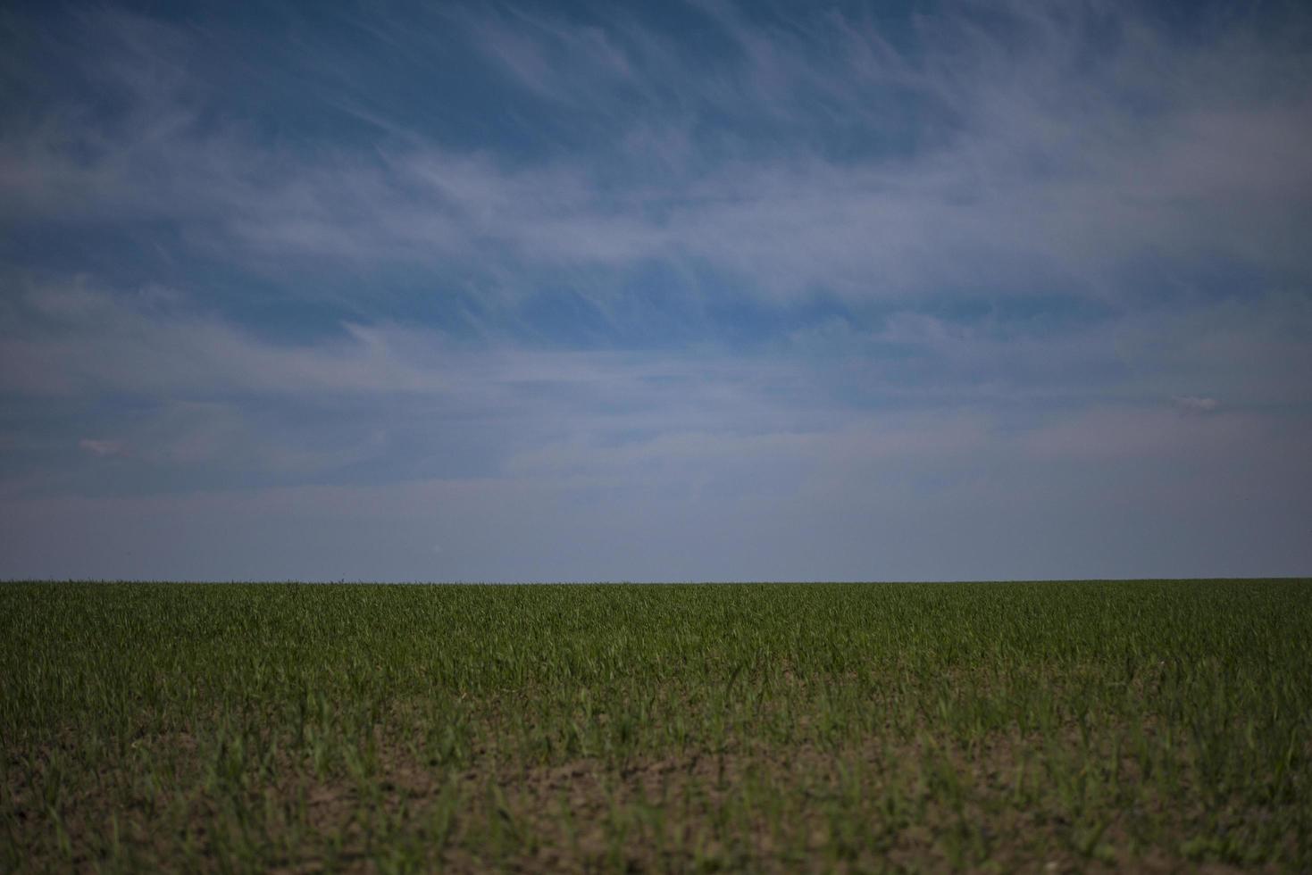 campo verde con trigo joven contra el cielo azul foto