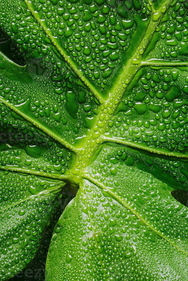Macro de hoja verde con gotas de agua foto