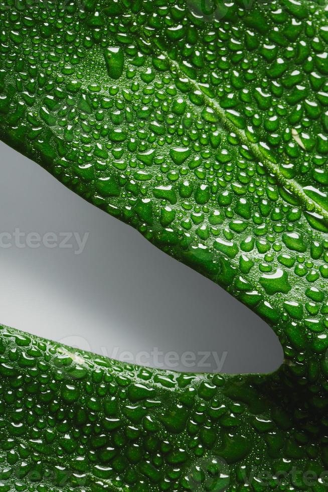 Green leaf macro with water drops photo