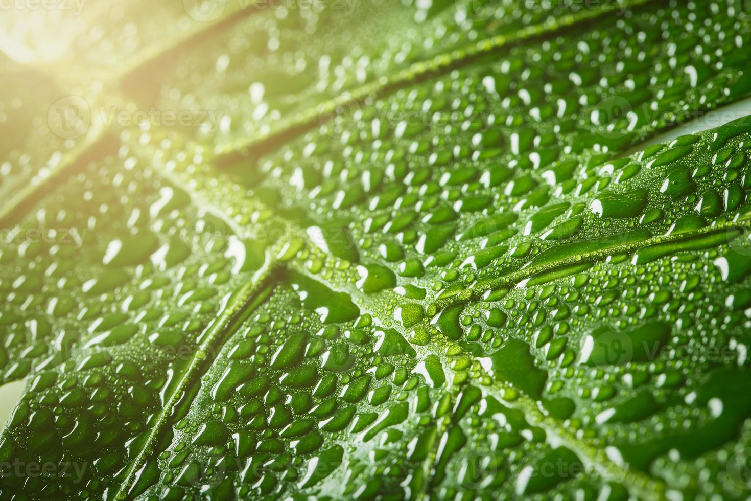 Green leaf macro with water drops photo