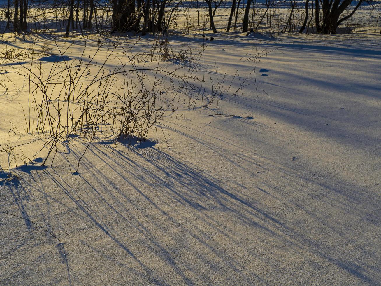 Tall grasses and their shadows photo