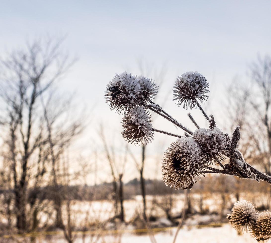 The winter plants of my land photo