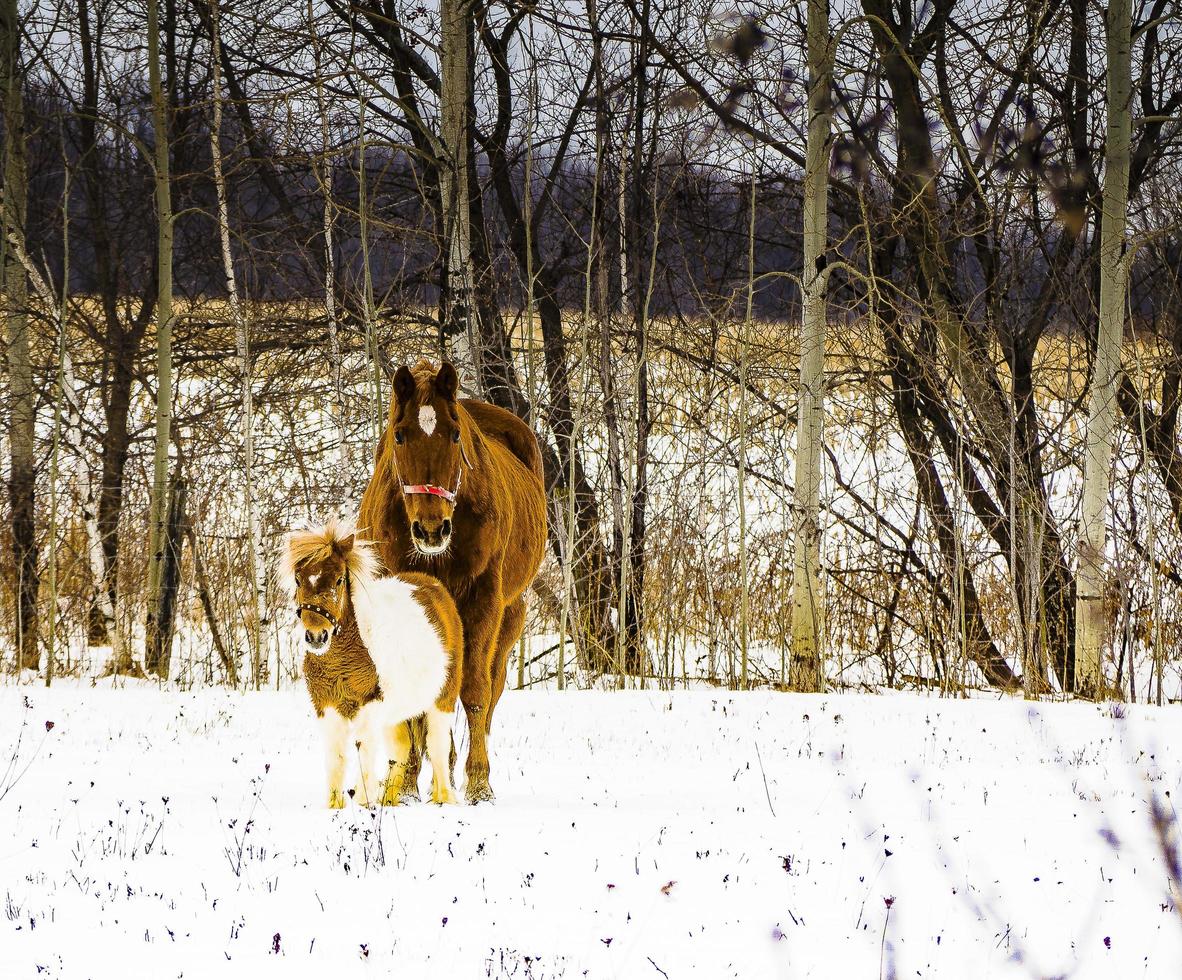 un caballo y su amigo foto