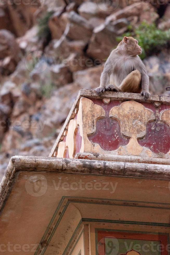 Macaco Rhesus en el templo de Hanuman en Jaipur, Rajasthan, India foto