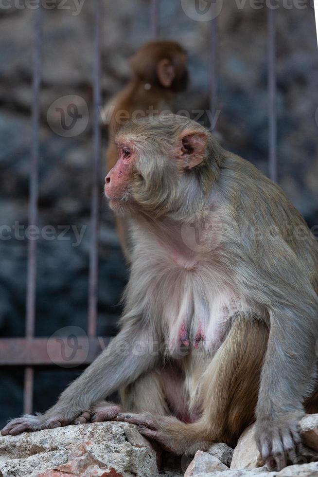 Macaco Rhesus en el templo de Hanuman en Jaipur, Rajasthan, India foto