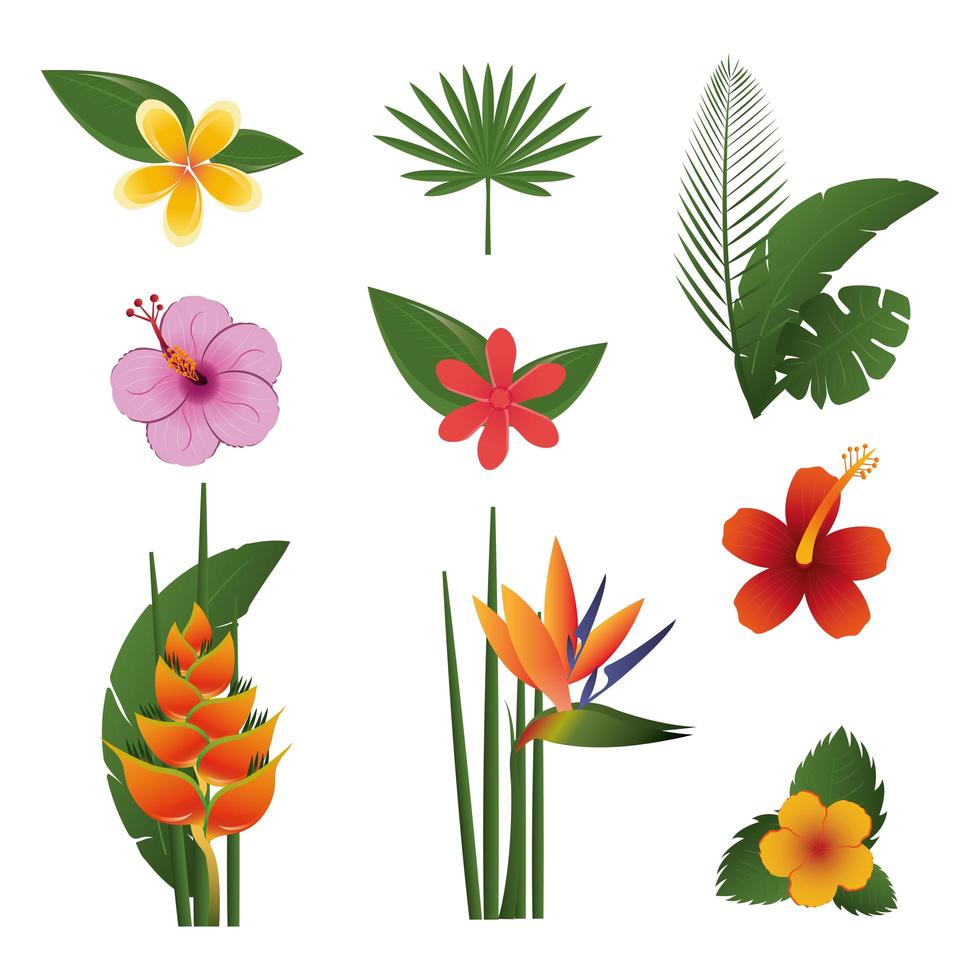 paquete de flores exóticas tropicales vector