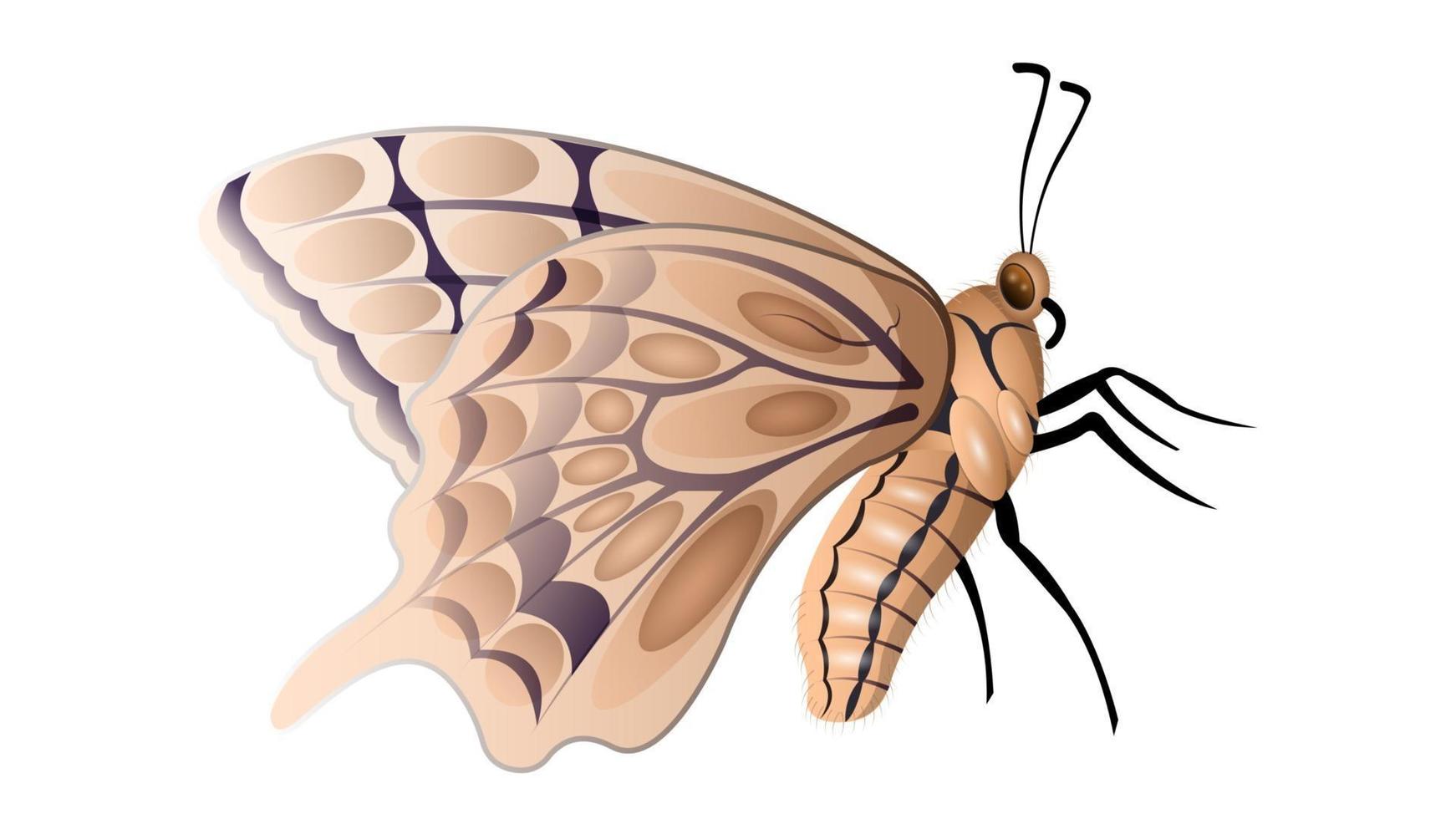 Butterfly isolated side view vector