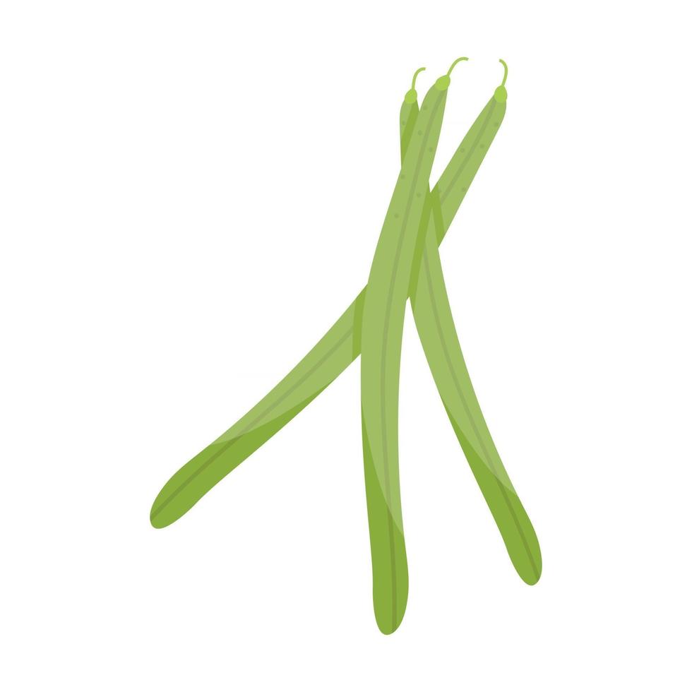 String Beans vegetable vector