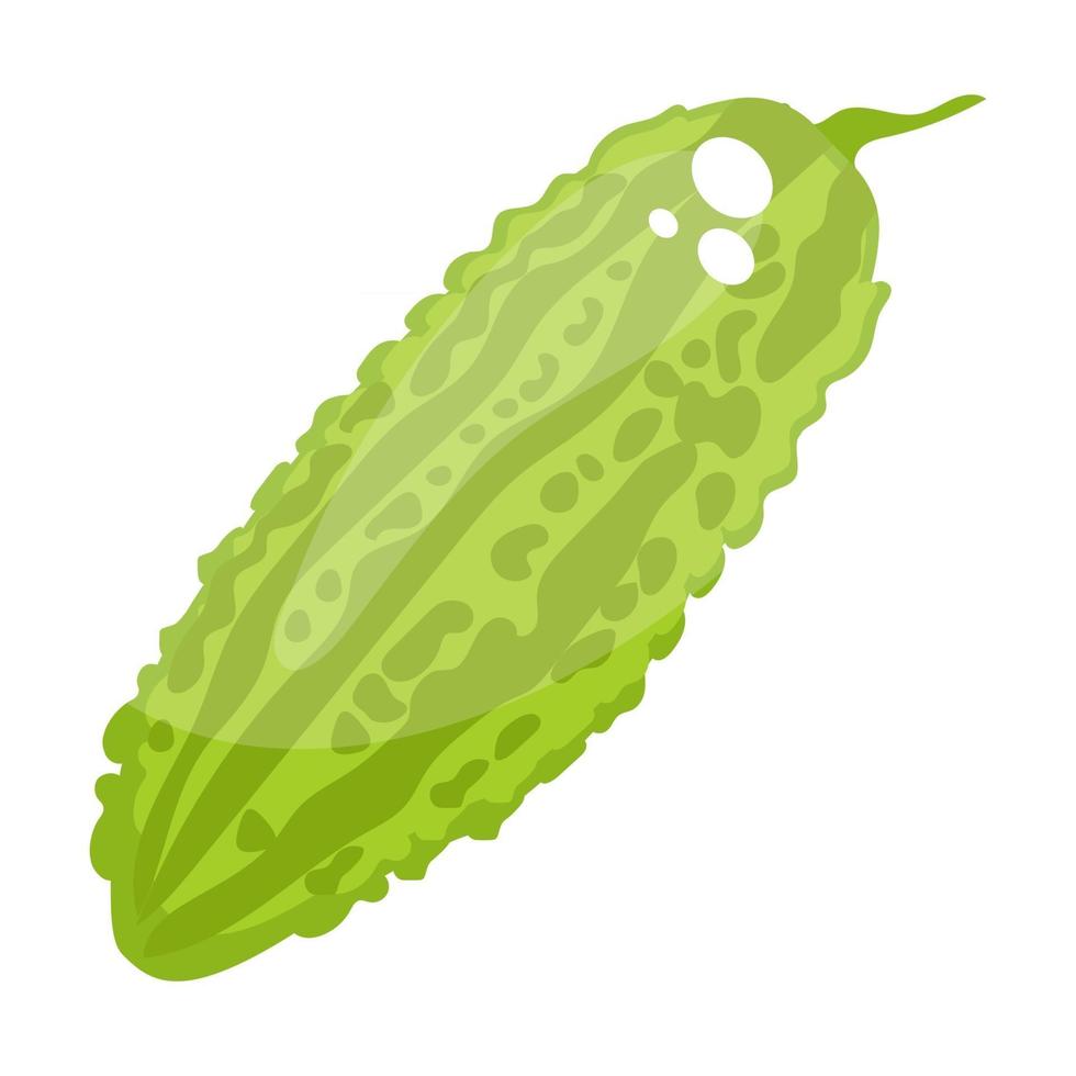 Bitter Gourd Widely vector