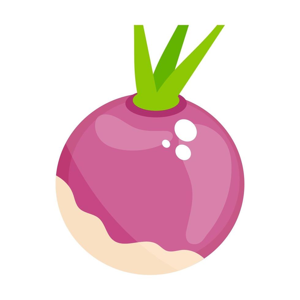 Turnip Root Vegetable vector