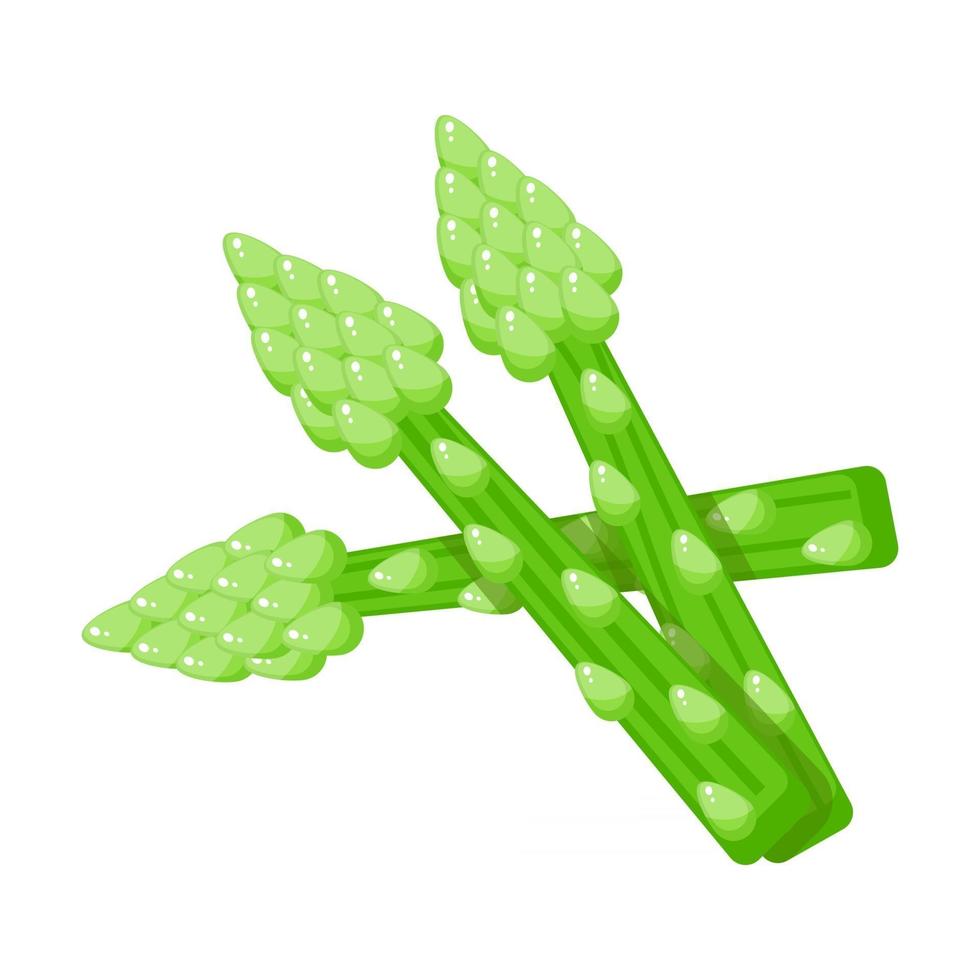 Asparagus Organic Leaves vector