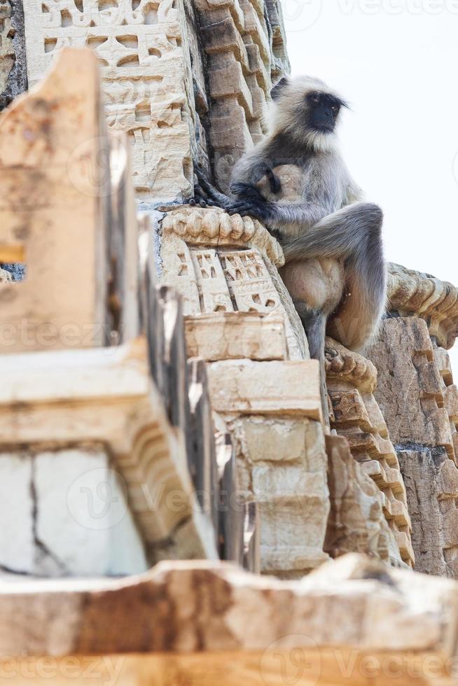 Langur gris de las llanuras del norte en el templo Kumhshyam, Chittorgarh, Rajasthan, India foto