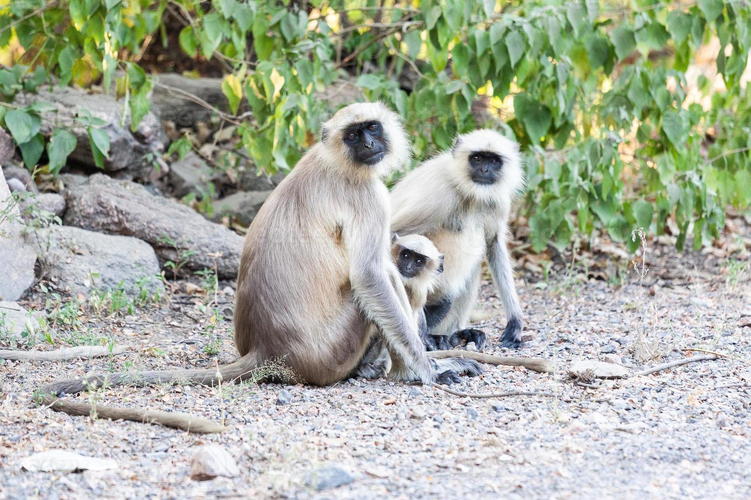 Llanuras del norte langures grises en ranakpur, Rajasthan, India foto