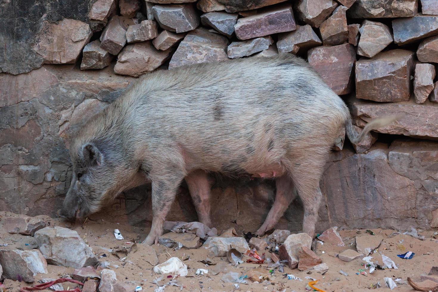 Pig in Hanuman Temple in Jaipur, Rajasthan, India photo