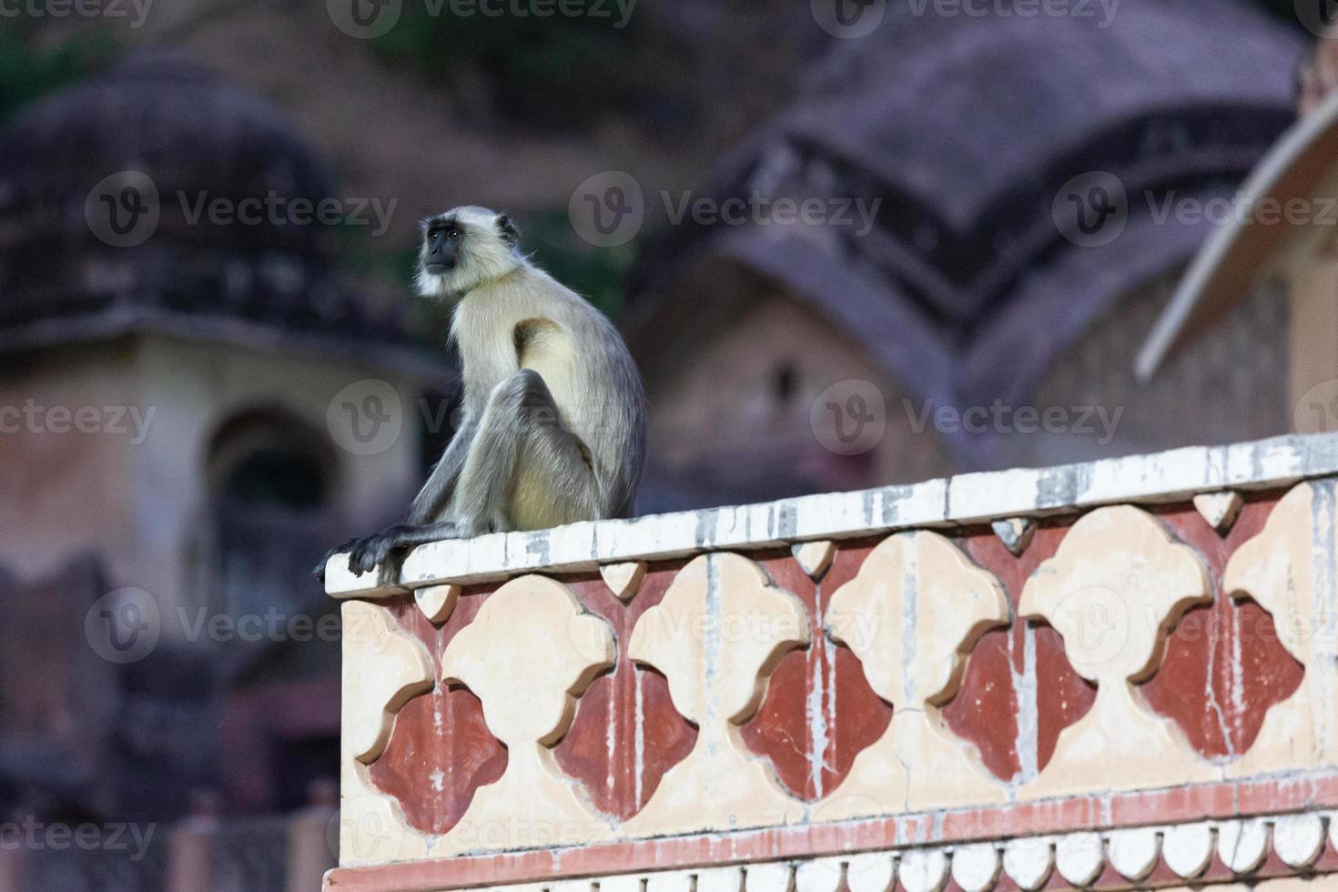 Langur gris de las llanuras meridionales en el templo de Hanuman en Jaipur, Rajasthan, India foto