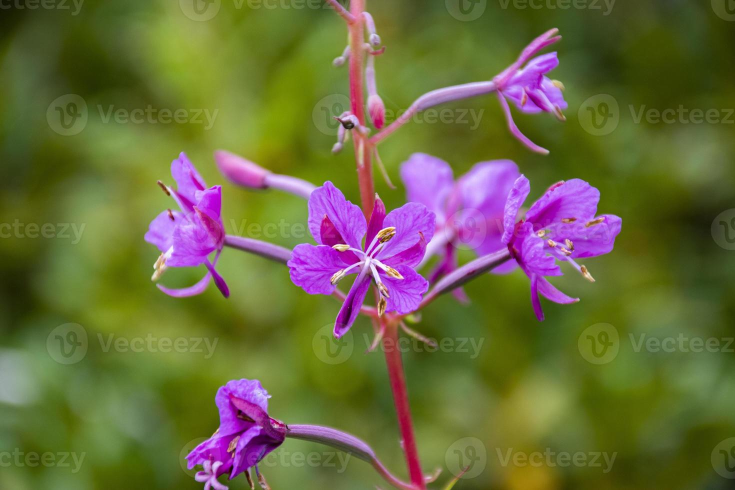 Purple and pink flowers photo