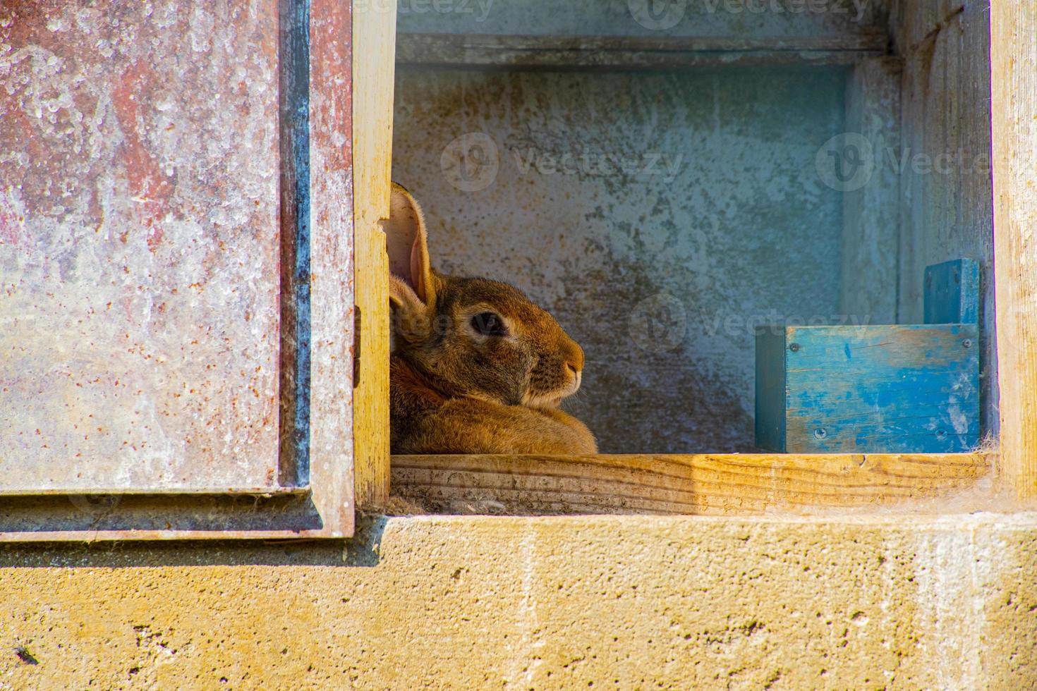 Rabbit in the shade 2553368 Stock Photo at Vecteezy