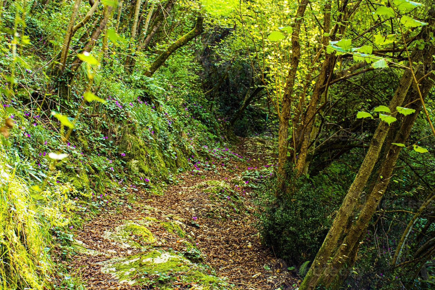 camino verde en el bosque foto