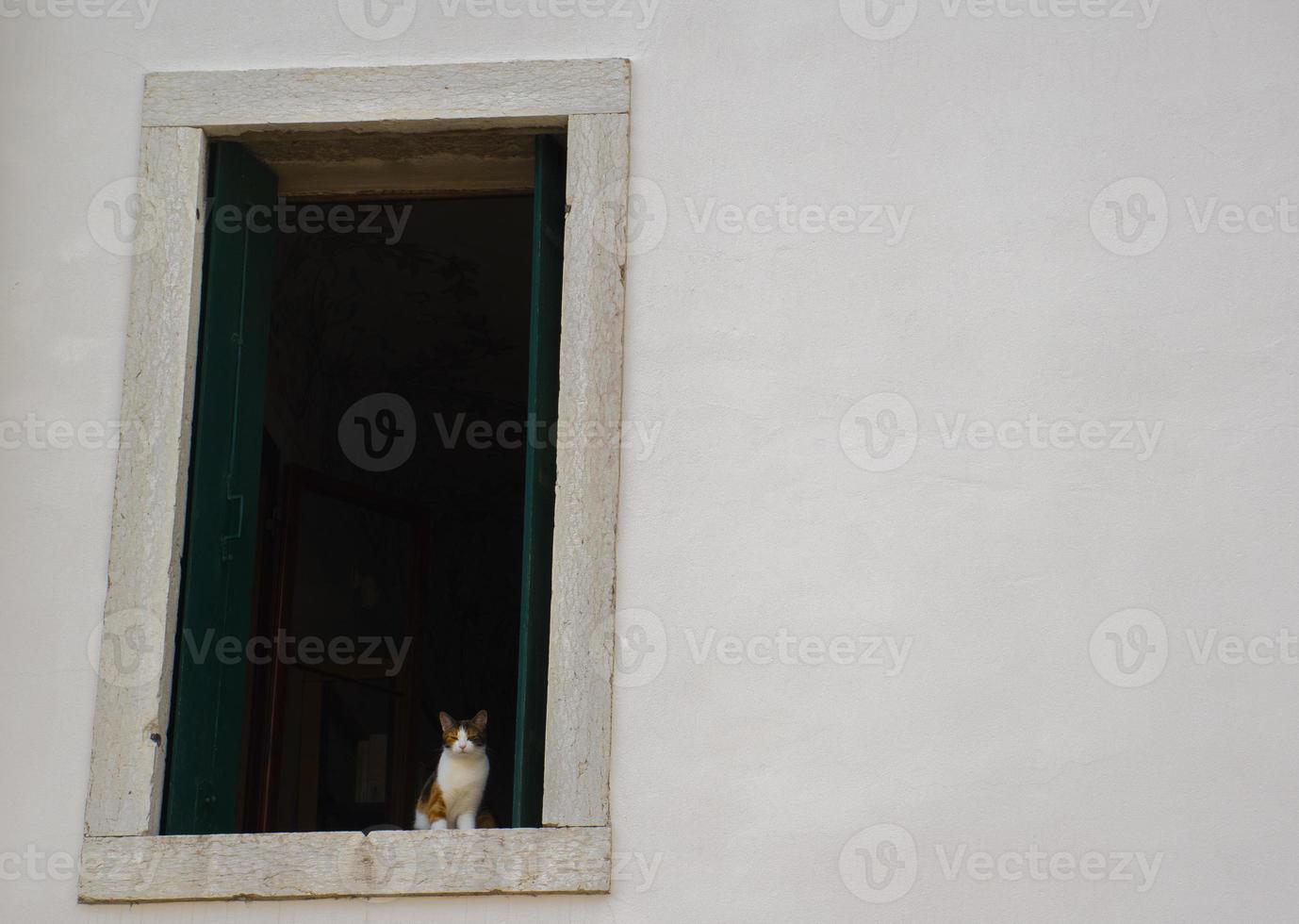 gato en la ventana foto