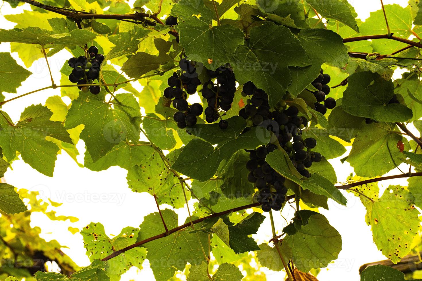 Grapes in late summer photo