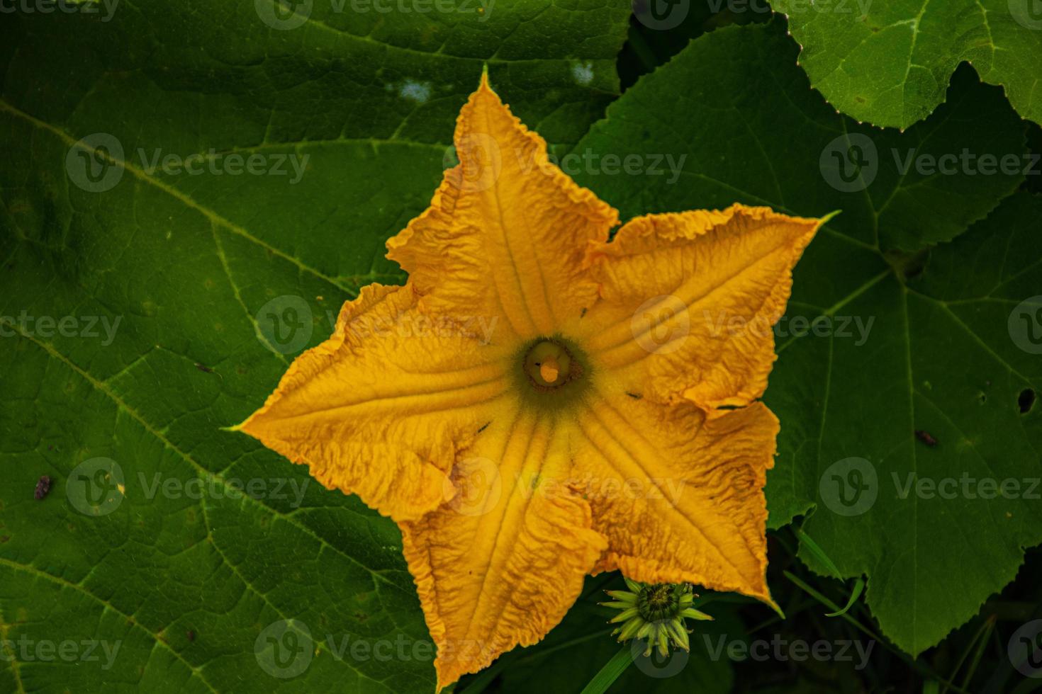 Yellow pumpkin flower photo