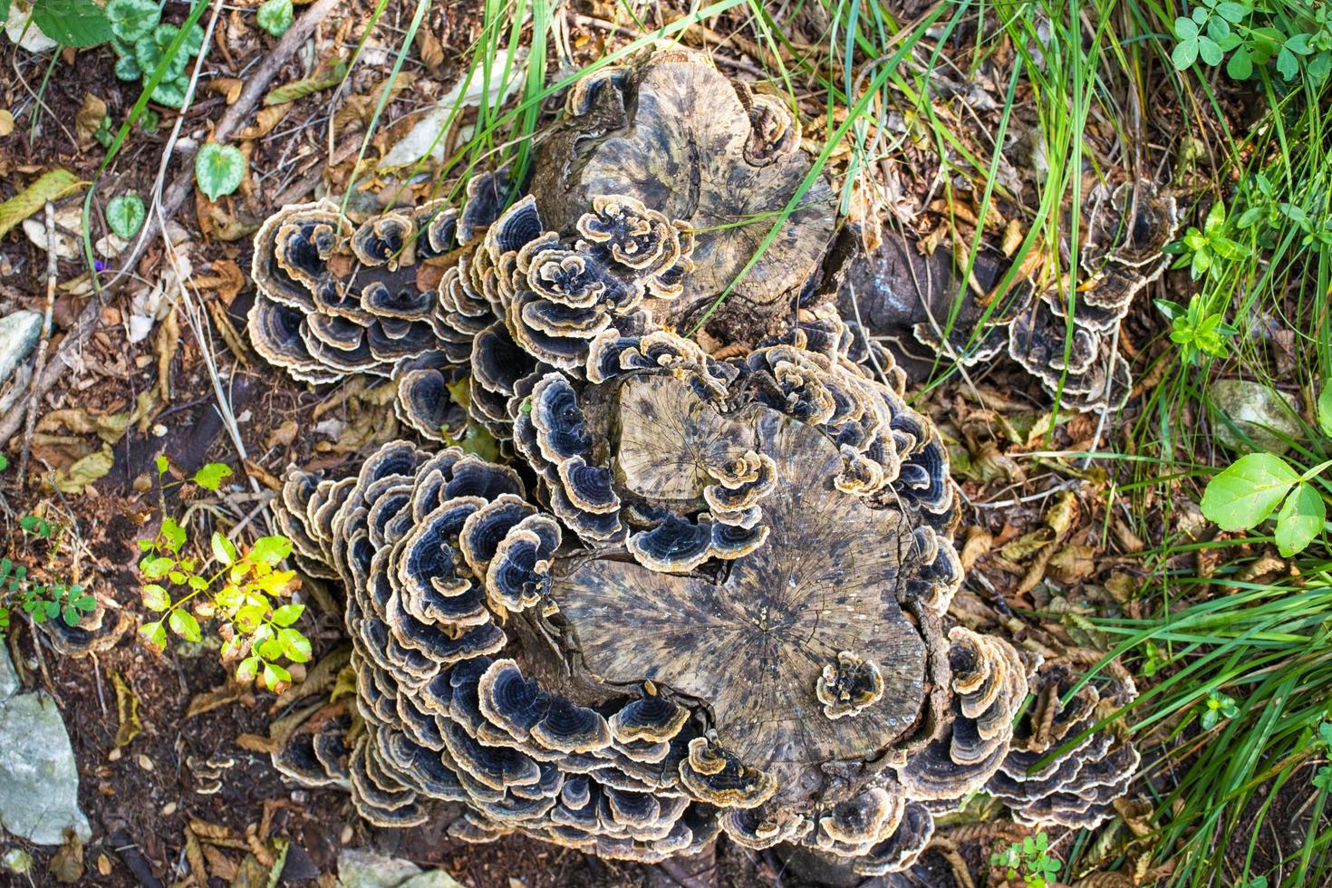 Group of mushrooms photo
