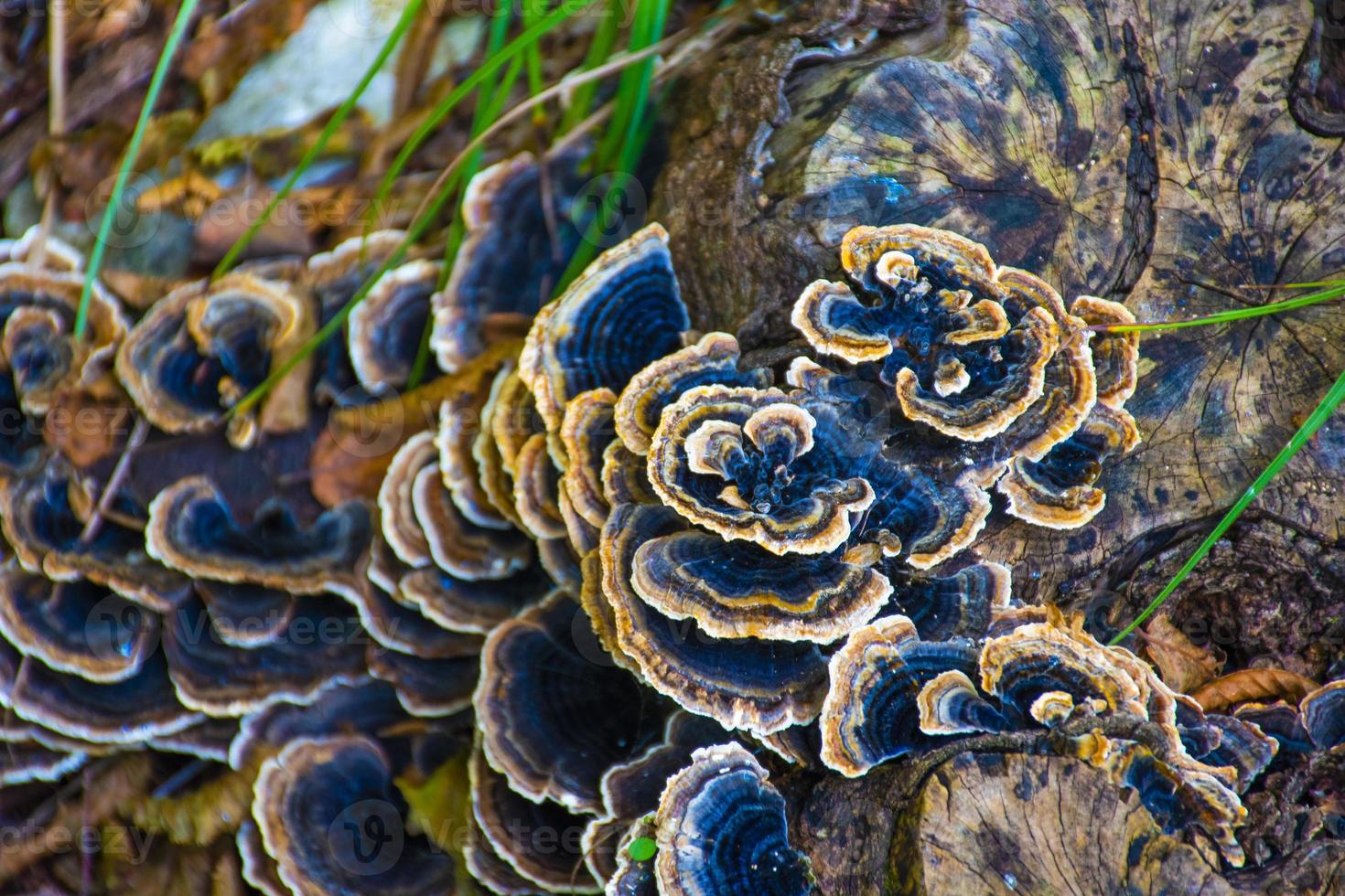 Group of black mushrooms photo