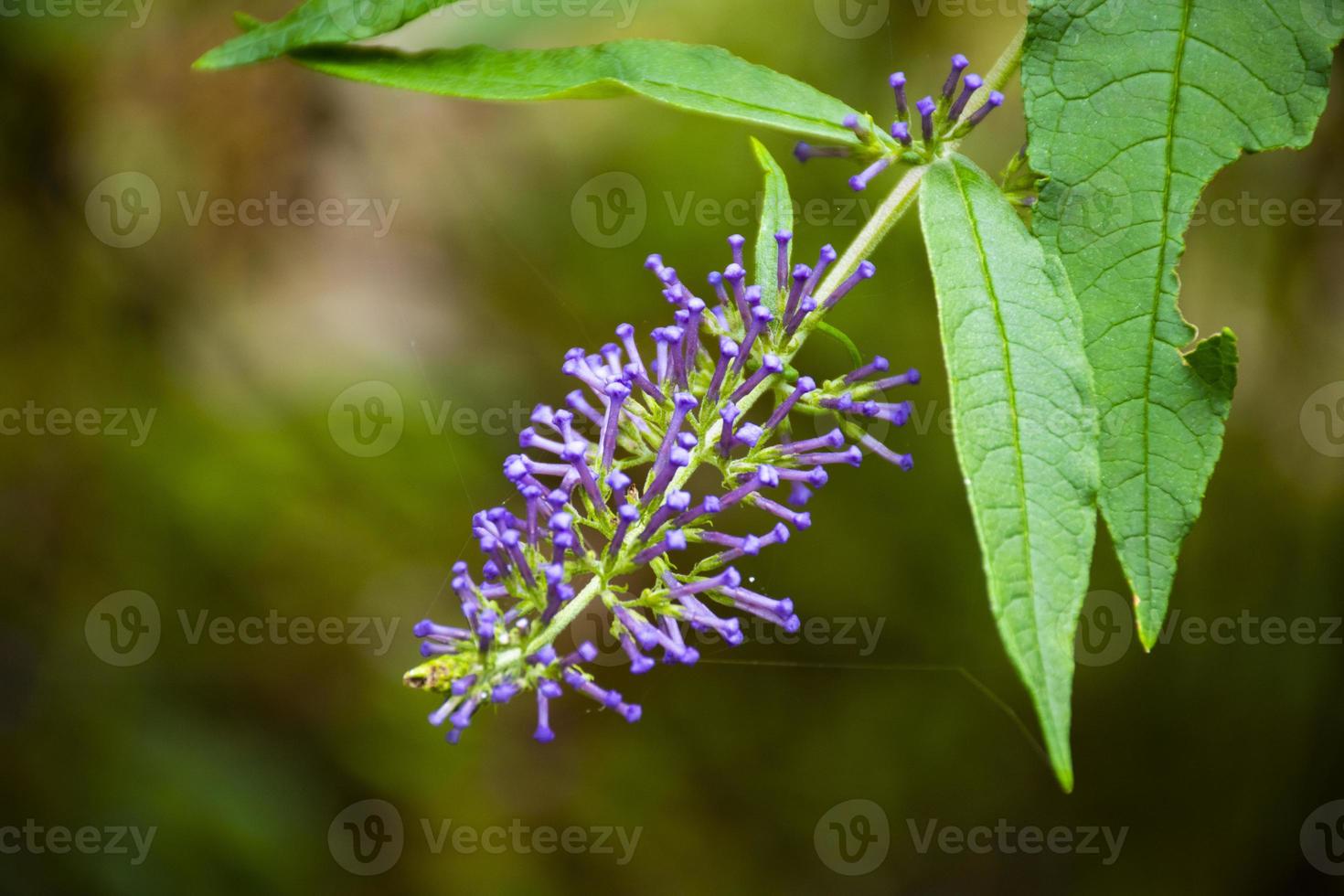 Purple wildflower in forest photo