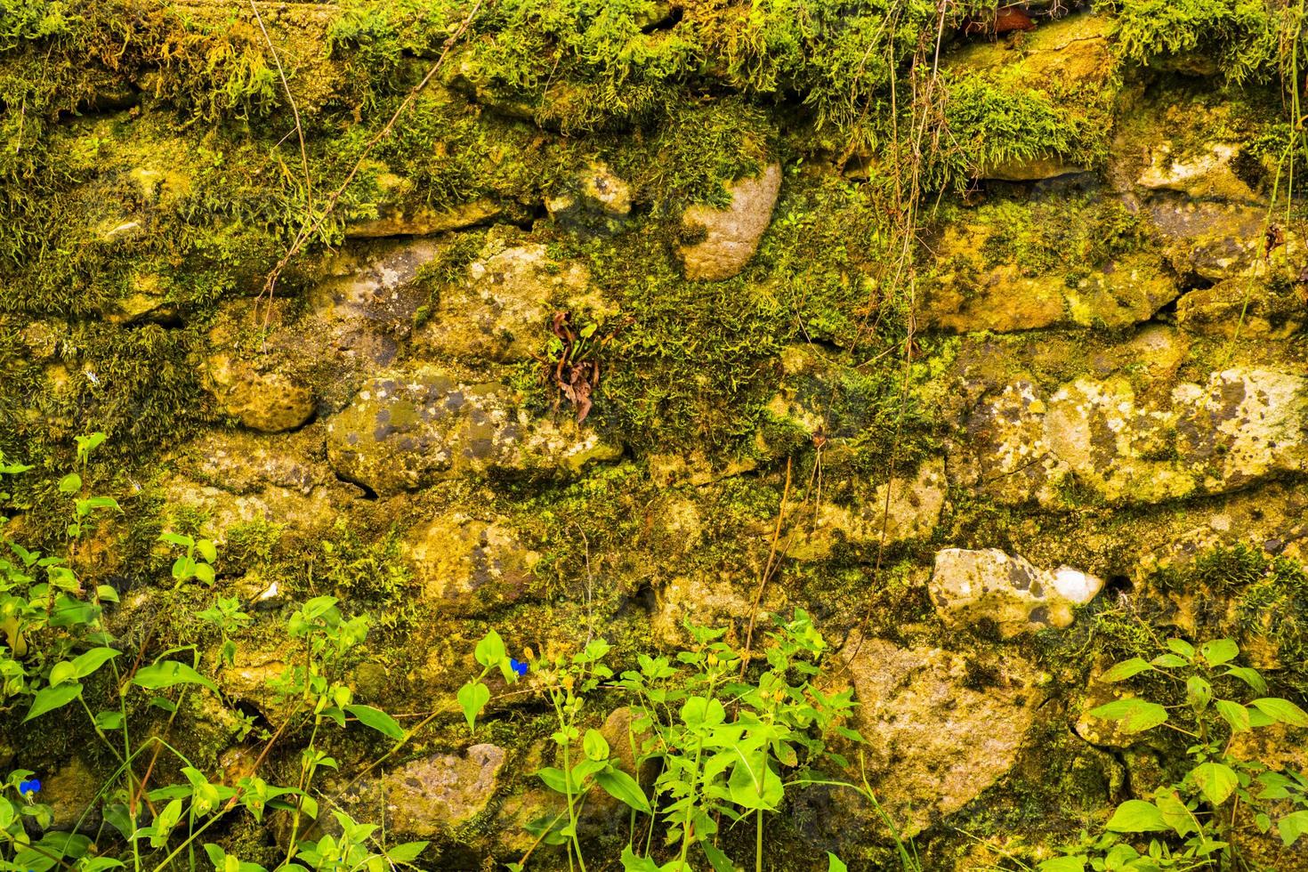 muro de piedra cubierto de musgo foto