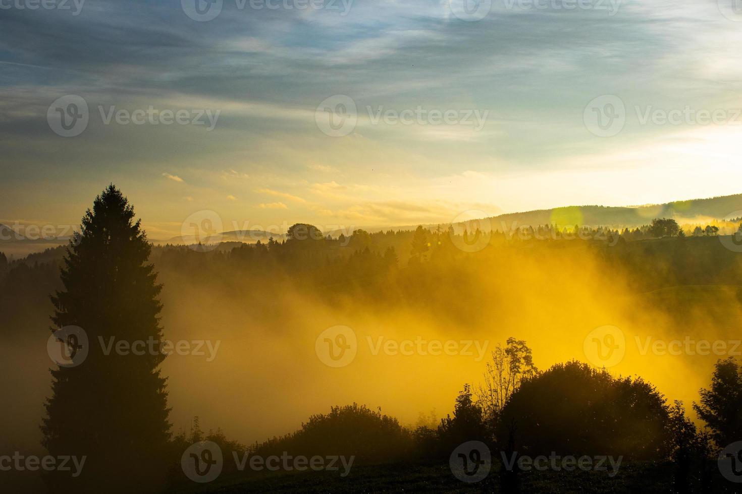 Golden fog and trees photo