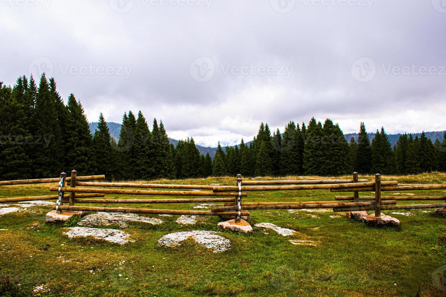 Wood fence and forest photo