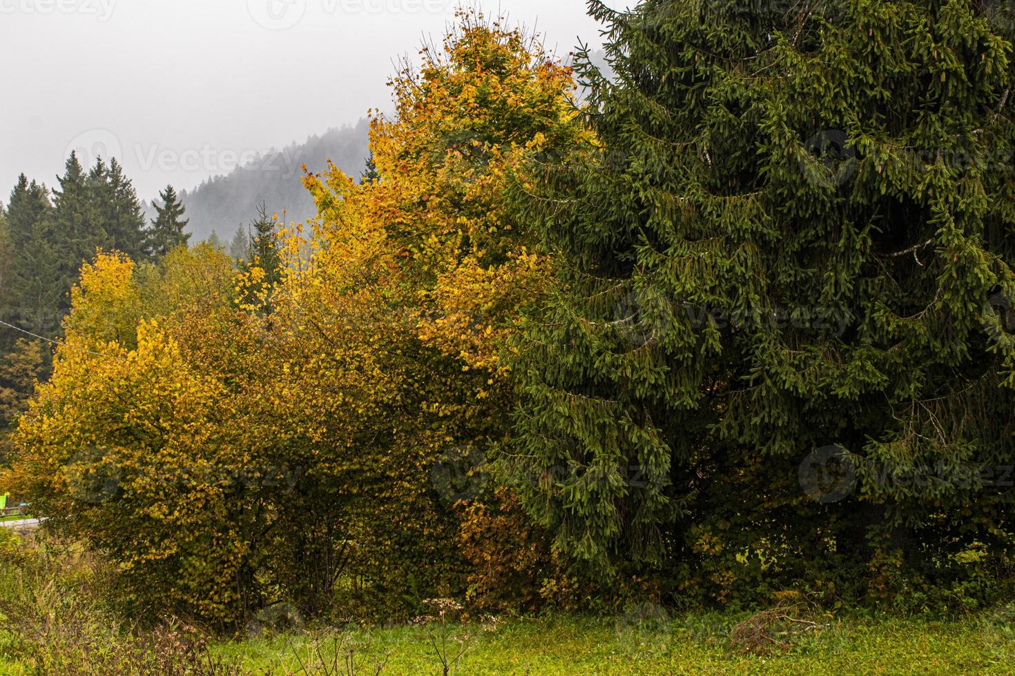 Yellow and green trees photo